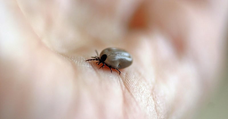 Rötung nach Zeckenbiss frisch: Wann zum Arzt?